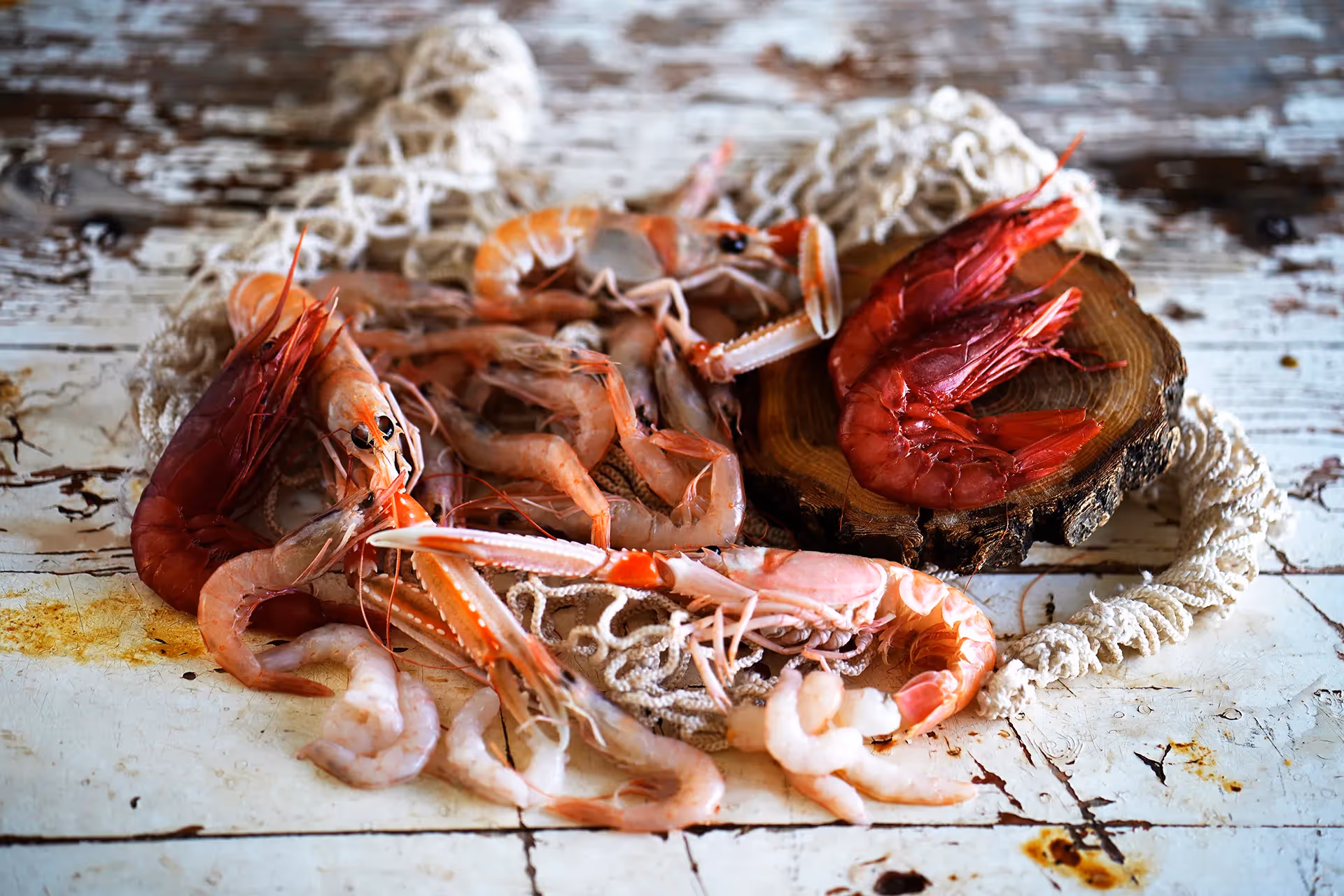 I Crostacei — Il fiore all’occhiello della marineria mazarese