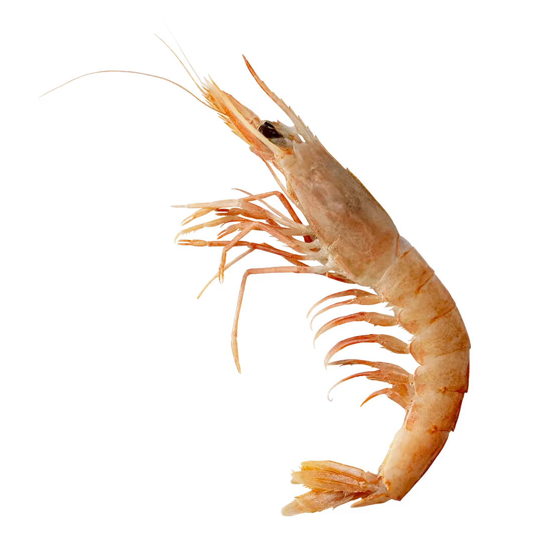 Gambero Rosa del Mediterraneo