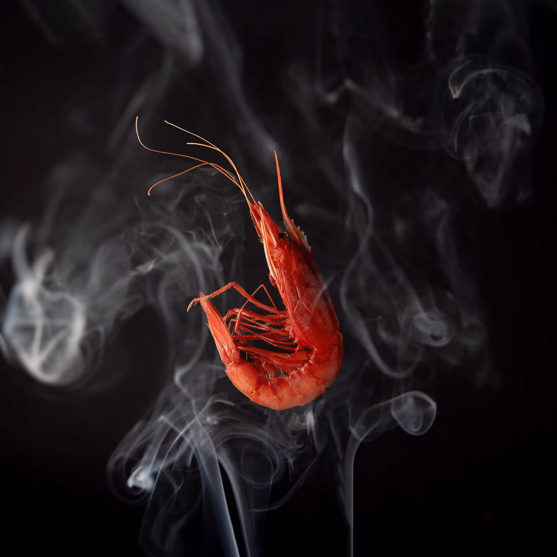 Gambero rosso di Mazara in primo piano su fondo nero con fumo