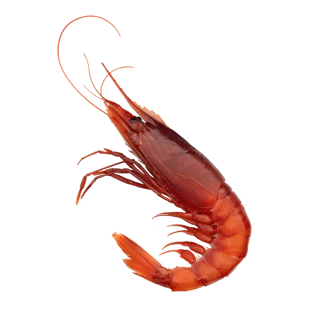 Gambero Rosso di Mazara del Vallo