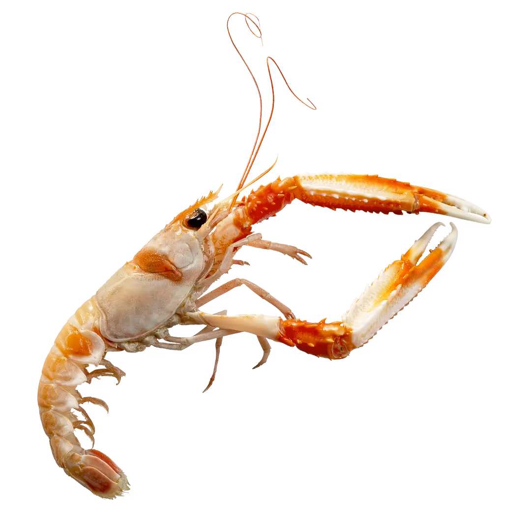 Scampo del Mediterraneo